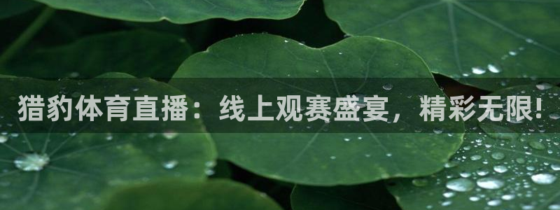 9255tv直播nba在线直播：猎豹体育直播：线上观赛盛宴，精彩无限!