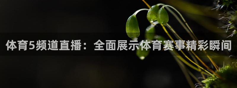 9255tv直播无插件nba：体育5频道直播：全面展示体育赛事精彩瞬间